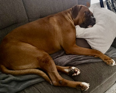 Baron, Boxer - Rüde