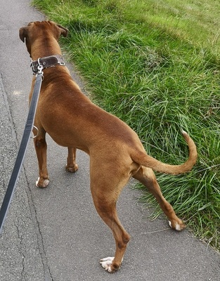 Baron, Boxer - Rüde