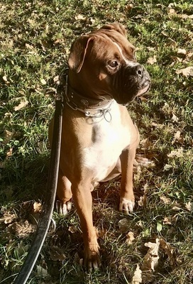 Baron, Boxer - Rüde