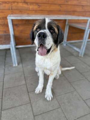 Barristan, Moskauer Wachhund (Mix) - Rüde