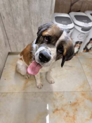 Barristan, Moskauer Wachhund (Mix) - Rüde