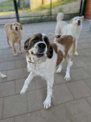 Barristan, Moskauer Wachhund (Mix) - Rüde