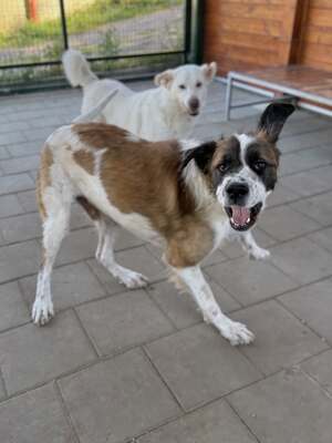 Barristan, Moskauer Wachhund (Mix) - Rüde