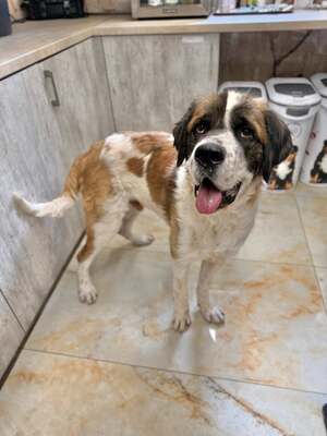 Barristan, Moskauer Wachhund (Mix) - Rüde