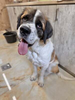 Barristan, Moskauer Wachhund (Mix) - Rüde