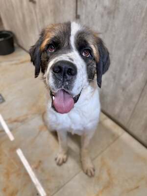 Barristan, Moskauer Wachhund (Mix) - Rüde