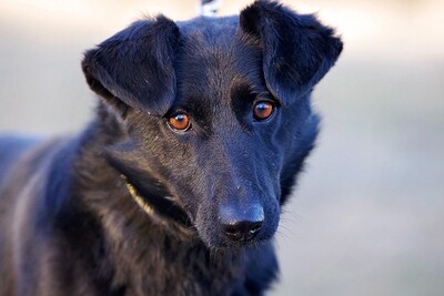 Barry, Schäfer mix - Rüde