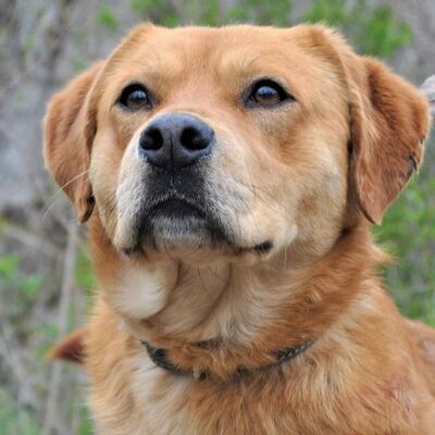 🌈Bart ist ein toller, hübscher und freundlicher Junghund mit einer guten Persönlichkeit💝, Retriever Mischling - Rüde