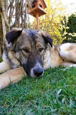 Basco, Mischling - Rüde