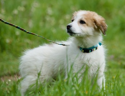 Basti - Neugieriger Hundemann, ca. 5 Monate, Mischling Welpen - Rüde