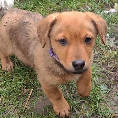 🌼Bastien kleiner Mixwelpe absolut freundlich und freut sich sehr über Aufmerksamkeit. Er ist verschmust und lässt sich für sein Leben gerne streicheln und knuddeln🥰, Mischlingswelpe Welpen - Rüde