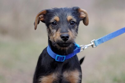 Basto, Mischling Welpen - Rüde