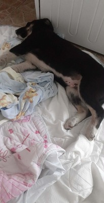 Basty, Mischling - Rüde