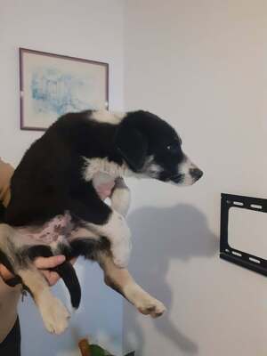 Basty, Mischling - Rüde