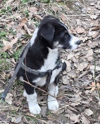 Basty, Mischling - Rüde