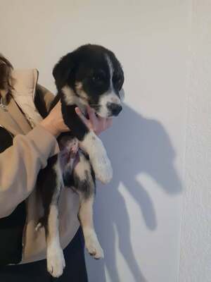 Basty, Mischling - Rüde