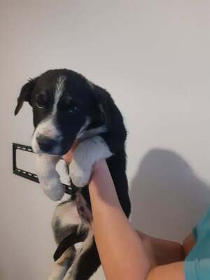 Basty, Mischling - Rüde