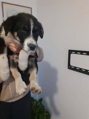 Basty, Mischling - Rüde