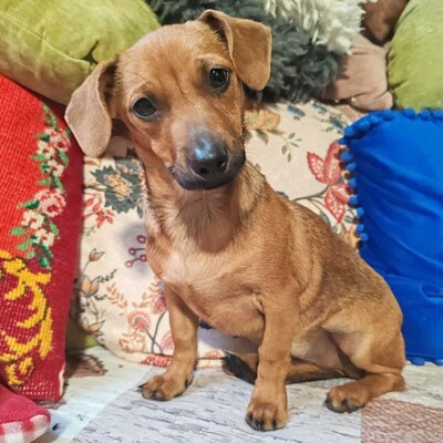 💐Batata ist eine sehr freundliche Hündin, die Menschen, Kinder und alle Hunde über alles liebt🌺, Dackel- Mischling Welpen - Hündin