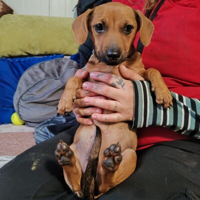 💐Batata ist eine sehr freundliche Hündin, die Menschen, Kinder und alle Hunde über alles liebt🌺, Dackel- Mischling Welpen - Hündin