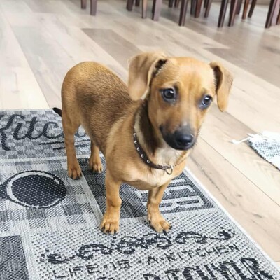 💐Batata ist eine sehr freundliche Hündin, die Menschen, Kinder und alle Hunde über alles liebt🌺, Dackel- Mischling Welpen - Hündin