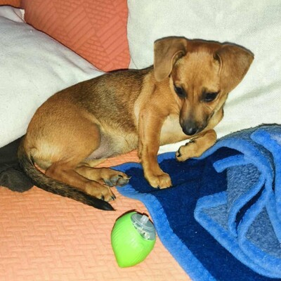 💐Batata ist eine sehr freundliche Hündin, die Menschen, Kinder und alle Hunde über alles liebt🌺, Dackel- Mischling Welpen - Hündin