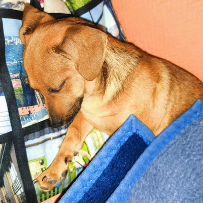 💐Batata ist eine sehr freundliche Hündin, die Menschen, Kinder und alle Hunde über alles liebt🌺, Dackel- Mischling Welpen - Hündin