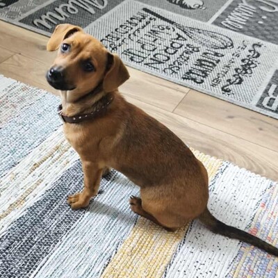 💐Batata ist eine sehr freundliche Hündin, die Menschen, Kinder und alle Hunde über alles liebt🌺, Dackel- Mischling Welpen - Hündin