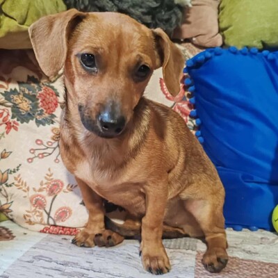 💐Batata ist eine sehr freundliche Hündin, die Menschen, Kinder und alle Hunde über alles liebt🌺, Dackelmixwelpin Welpen - Hündin