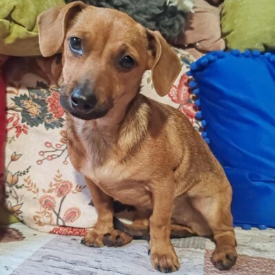 💐Batata ist eine sehr freundliche Hündin, die Menschen, Kinder und alle Hunde über alles liebt🌺, Dackelmixwelpin Welpen - Hündin