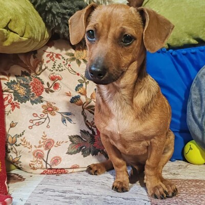 💐Batata ist eine sehr freundliche Hündin, die Menschen, Kinder und alle Hunde über alles liebt🌺, Dackelmixwelpin Welpen - Hündin