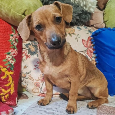 💐Batata ist eine sehr freundliche Hündin, die Menschen, Kinder und alle Hunde über alles liebt🌺, Dackelmixwelpin Welpen - Hündin