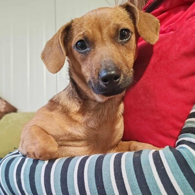 💐Batata ist eine sehr freundliche Hündin, die Menschen, Kinder und alle Hunde über alles liebt🌺, Dackelmixwelpin Welpen - Hündin