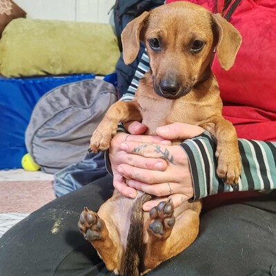 💐Batata ist eine sehr freundliche Hündin, die Menschen, Kinder und alle Hunde über alles liebt🌺, Dackelmixwelpin Welpen - Hündin