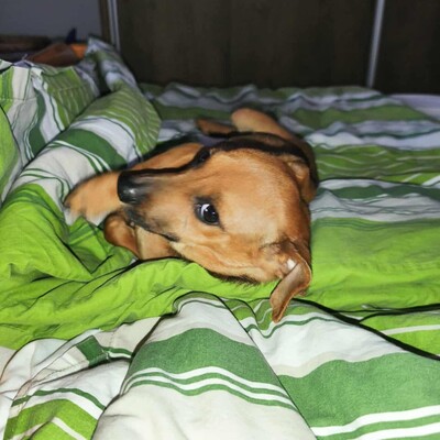 💐Batata ist eine sehr freundliche Hündin, die Menschen, Kinder und alle Hunde über alles liebt🌺, Dackelmixwelpin Welpen - Hündin