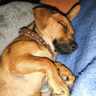 💐Batata ist eine sehr freundliche Hündin, die Menschen, Kinder und alle Hunde über alles liebt🌺, Dackelmixwelpin Welpen - Hündin