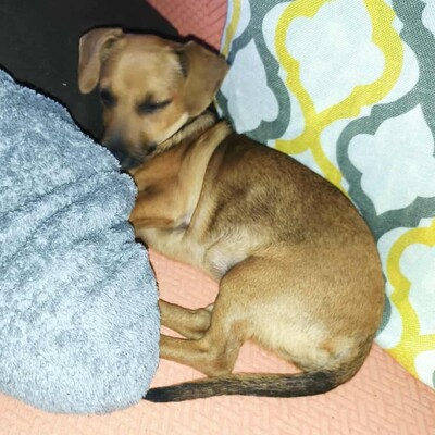 💐Batata ist eine sehr freundliche Hündin, die Menschen, Kinder und alle Hunde über alles liebt🌺, Dackelmixwelpin Welpen - Hündin