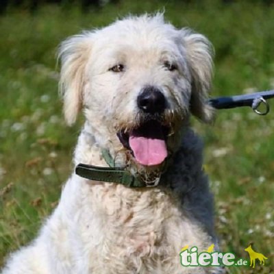 Bathar sucht xxl Korb 🐶💖👍💥, Komondor-Cuvasz-Mischling - Rüde