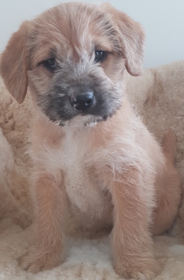 Batman, Border-Terrier Welpen - Rüde