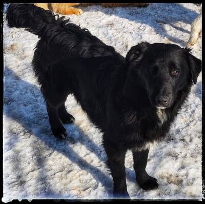 Batman, Flat Coated Retriever - Rüde