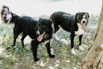 Batman, Flat Coated Retriever - Rüde