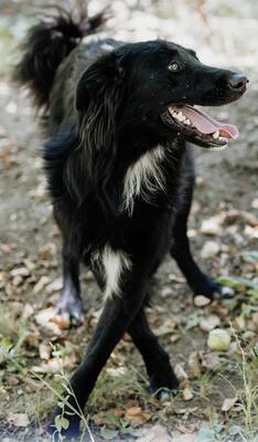 Batman, Flat Coated Retriever - Rüde