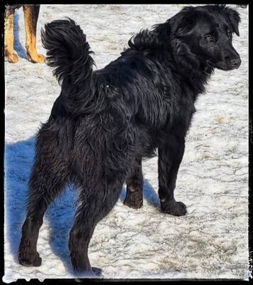 Batman, Flat Coated Retriever - Rüde