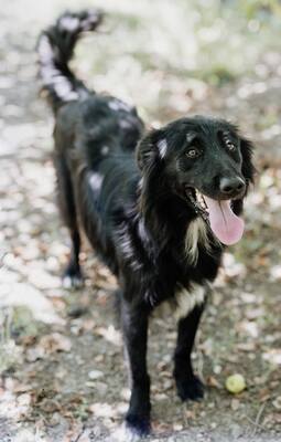 Batman, Flat Coated Retriever - Rüde