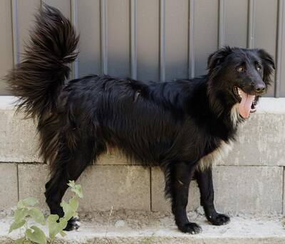 Batman, Flat Coated Retriever - Rüde