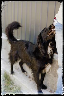 Batman, Flat Coated Retriever - Rüde