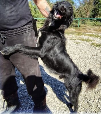 Batman, Flat Coated Retriever - Rüde