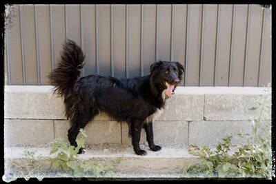 Batman, Flat Coated Retriever - Rüde