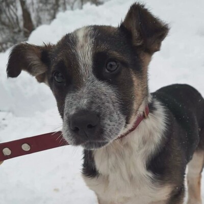 💥Batmann ist ein 3 Monate alter Welpe, sofort fiel sein fröhliches und freundliches Wesen auf ❤️, Mischling Welpen - Rüde