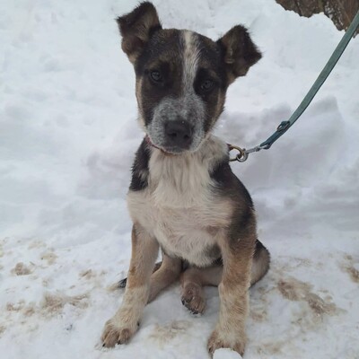 💥Batmann ist ein 3 Monate alter Welpe, sofort fiel sein fröhliches und freundliches Wesen auf ❤️, Mischling Welpen - Rüde